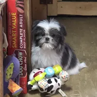 Molly, a female Shih Tzu for sale in Harrogate, TN – Photo 6 of 8