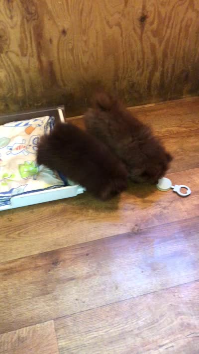 Doodle, a male Pomeranian for sale in Harrogate, TN – 7 of 10
