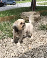 Prince, a male Shih Tzu for sale in Harrogate, TN – 4 of 7