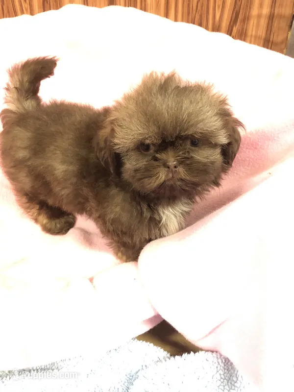 Julie – Shih Tzu puppy for sale in Harrogate, TN