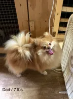Doodle, a male Pomeranian for sale in Harrogate, TN – 10 of 10