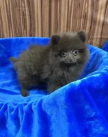 Razzie, a male Pomeranian for sale in Harrogate, TN – 2 of 8