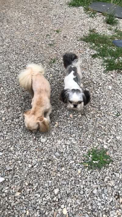 Winfield, a male Shih Tzu for sale in Harrogate, TN – 8 of 9