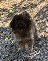 Denton, a male Shih Tzu for sale in Harrogate, TN – 2 of 10