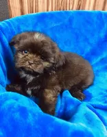 Vince, a male Shih Tzu for sale in Harrogate, TN – 1 of 9