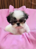 Dolly, a female Shih Tzu for sale in Harrogate, TN – 10 of 10