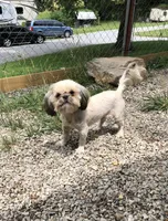 Prince, a male Shih Tzu for sale in Harrogate, TN – 2 of 7