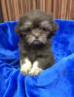 Rex, a male Shih Tzu for sale in Harrogate, TN – 5 of 10