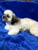 processed/96502fcc-5d4c-436b-9d7e-0e4b5073b762/listing/6dc0867a-6fa6-47b3-ba01-a4a56810600d/142e875f-7a62-474a-bc45-551f0f0ad4f7