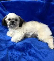 processed/96502fcc-5d4c-436b-9d7e-0e4b5073b762/listing/6dc0867a-6fa6-47b3-ba01-a4a56810600d/596dcbdf-a08d-4372-872b-1dcb3d47a196