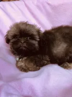 Julie, a female Shih Tzu for sale in Harrogate, TN – 5 of 10