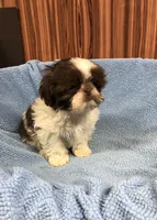 Morrie, a male Shih Tzu for sale in Harrogate, TN – Photo 10 of 10
