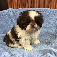 Morrie, a male Shih Tzu for sale in Harrogate, TN – Photo 4 of 10