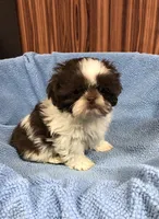 Morrie, a male Shih Tzu for sale in Harrogate, TN – Photo 4 of 10