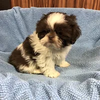 Morrie, a male Shih Tzu for sale in Harrogate, TN – Photo 5 of 10