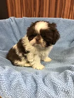 Morrie, a male Shih Tzu for sale in Harrogate, TN – Photo 5 of 10