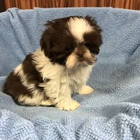Morrie, a male Shih Tzu for sale in Harrogate, TN – Photo 7 of 10