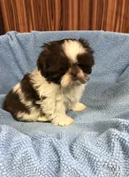 Morrie, a male Shih Tzu for sale in Harrogate, TN – Photo 7 of 10