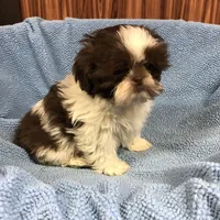 Morrie, a male Shih Tzu for sale in Harrogate, TN – Photo 1 of 10