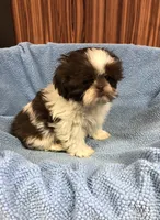 Morrie, a male Shih Tzu for sale in Harrogate, TN – Photo 1 of 10