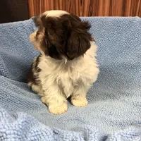 Morrie, a male Shih Tzu for sale in Harrogate, TN – Photo 2 of 10