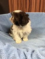 Morrie, a male Shih Tzu for sale in Harrogate, TN – Photo 2 of 10