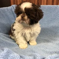 Morrie, a male Shih Tzu for sale in Harrogate, TN – Photo 3 of 10