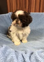Morrie, a male Shih Tzu for sale in Harrogate, TN – Photo 3 of 10