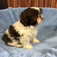 Morrie, a male Shih Tzu for sale in Harrogate, TN – Photo 6 of 10