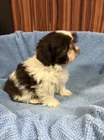 Morrie, a male Shih Tzu for sale in Harrogate, TN – Photo 6 of 10