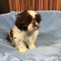 Morrie, a male Shih Tzu for sale in Harrogate, TN – Photo 8 of 10