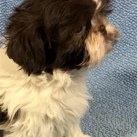 Morrie, a male Shih Tzu for sale in Harrogate, TN – Photo 9 of 10