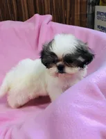Dolly, a female Shih Tzu for sale in Harrogate, TN – 4 of 10