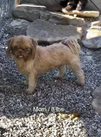 Julie, a female Shih Tzu for sale in Harrogate, TN – 8 of 10