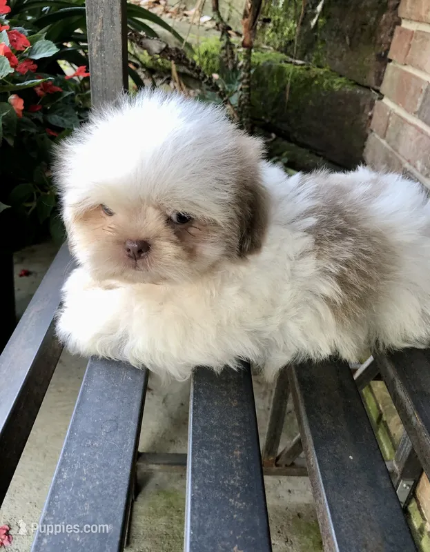 Treasure – Shih Tzu puppy for sale in Harrogate, TN