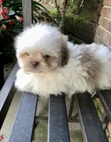 Treasure, a male Shih Tzu for sale in Harrogate, TN – 1 of 10