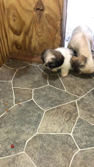 Rex, a male Shih Tzu for sale in Harrogate, TN – 10 of 10