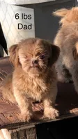 Vince, a male Shih Tzu for sale in Harrogate, TN – 8 of 9