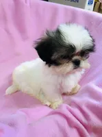 Dolly, a female Shih Tzu for sale in Harrogate, TN – 8 of 10