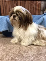 Morrie, a male Shih Tzu for sale in Harrogate, TN – 7 of 10