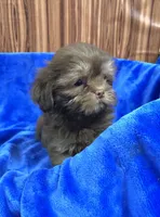 Rex, a male Shih Tzu for sale in Harrogate, TN – 2 of 10
