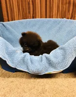 Doodle, a male Pomeranian for sale in Harrogate, TN – 3 of 9