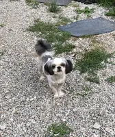 Winfield, a male Shih Tzu for sale in Harrogate, TN – 4 of 9