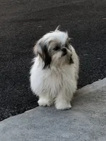 Dolly, a female Shih Tzu for sale in Harrogate, TN – 4 of 10