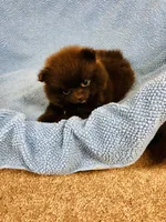 Doodle, a male Pomeranian for sale in Harrogate, TN – 9 of 9