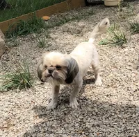 Prince, a male Shih Tzu for sale in Harrogate, TN – 6 of 7