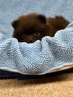 Doodle, a male Pomeranian for sale in Harrogate, TN – 1 of 9
