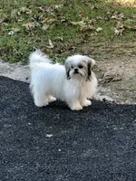 Dolly, a female Shih Tzu for sale in Harrogate, TN – 10 of 10