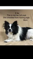 Shadow, a male Pomeranian for sale in Harrogate, TN – 7 of 10