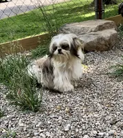 Ross, a male Shih Tzu for sale in Harrogate, TN – 4 of 7
